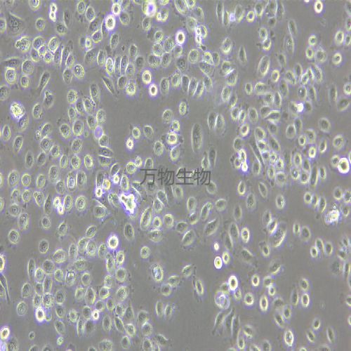 VK2/E6E7 人子宮內(nèi)膜異位癥陰道粘膜上皮細(xì)胞