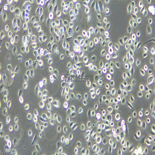 VK2/E6E7 人子宮內(nèi)膜異位癥陰道粘膜上皮細(xì)胞