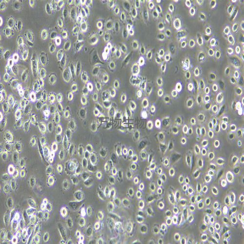 VK2/E6E7 人子宮內(nèi)膜異位癥陰道粘膜上皮細(xì)胞