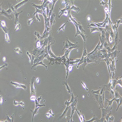 12Z人子宮內(nèi)膜異位癥細(xì)胞