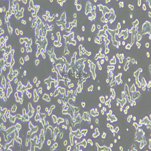 SNU719人胃癌細胞