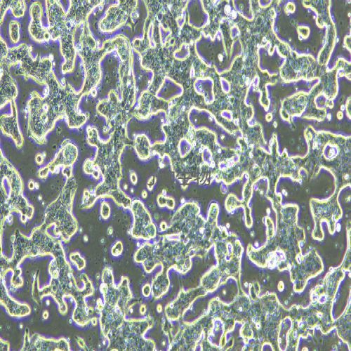 SNU719人胃癌細胞