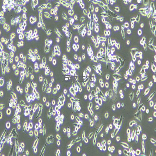 LLC 小鼠Lewis肺癌細胞