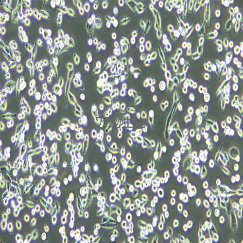 LLC 小鼠Lewis肺癌細胞