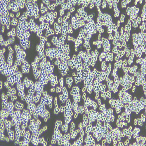 RAW 264.7 小鼠單核巨噬細胞白血病細胞