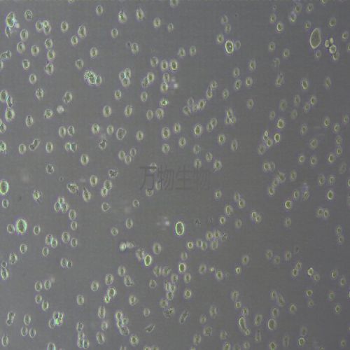 KG-1 人急性骨髓性白血病細胞