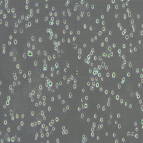 KG-1 人急性骨髓性白血病細胞