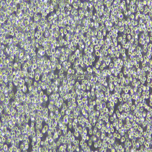 THP-1 人單核細(xì)胞白血病細(xì)胞