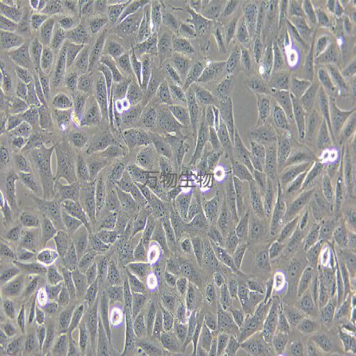 HOS 人骨肉瘤細(xì)胞