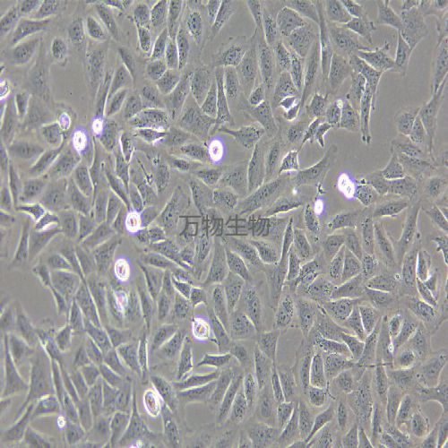 HOS 人骨肉瘤細(xì)胞