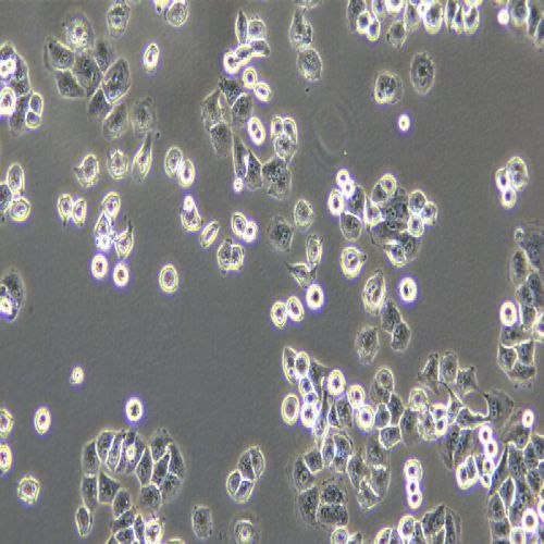 NCI-H460 人大細(xì)胞肺癌細(xì)胞