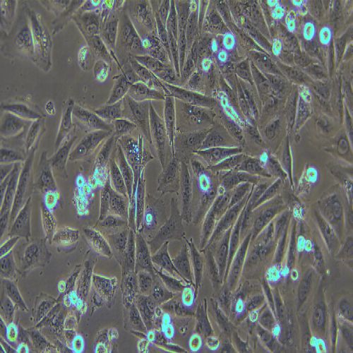 A2058 人黑色素瘤細(xì)胞