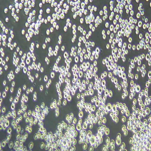 H22 小鼠肝癌細胞