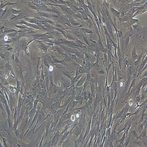 HFF-1 人皮膚成纖維細(xì)胞