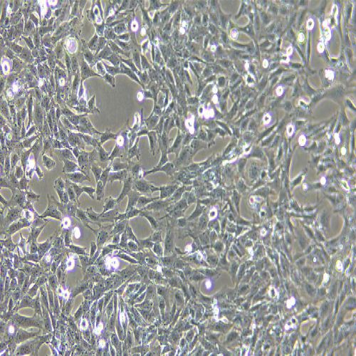CTX 大鼠腦星形膠質(zhì)細胞