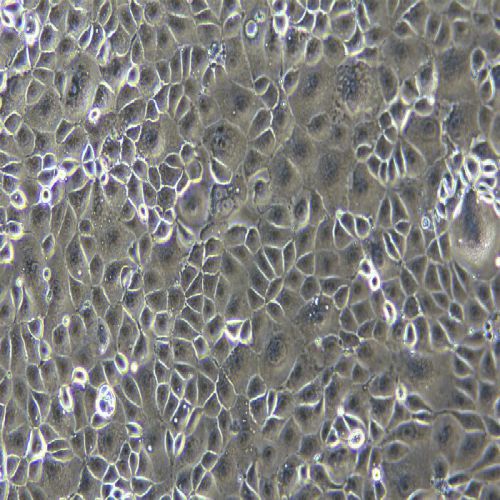 KLN205(小鼠肺癌鱗癌細胞)