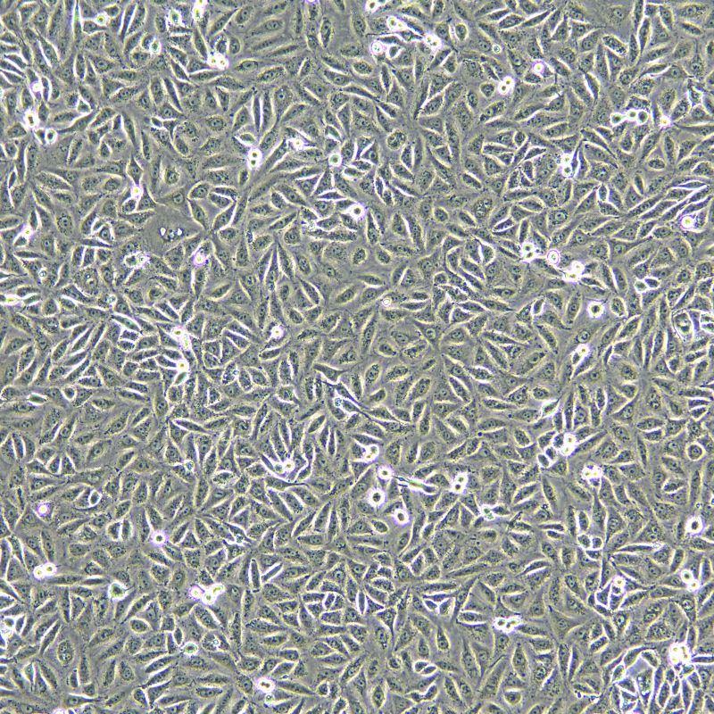 A549/DDP 人肺癌細(xì)胞(A549順鉑耐藥株)