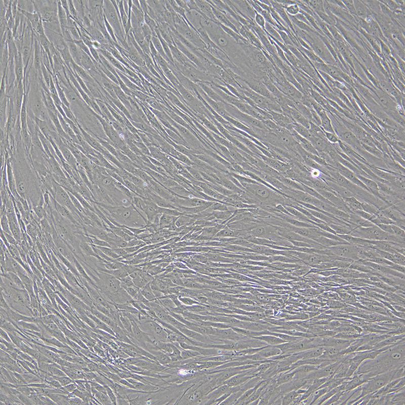人真皮毛乳頭細(xì)胞永生化