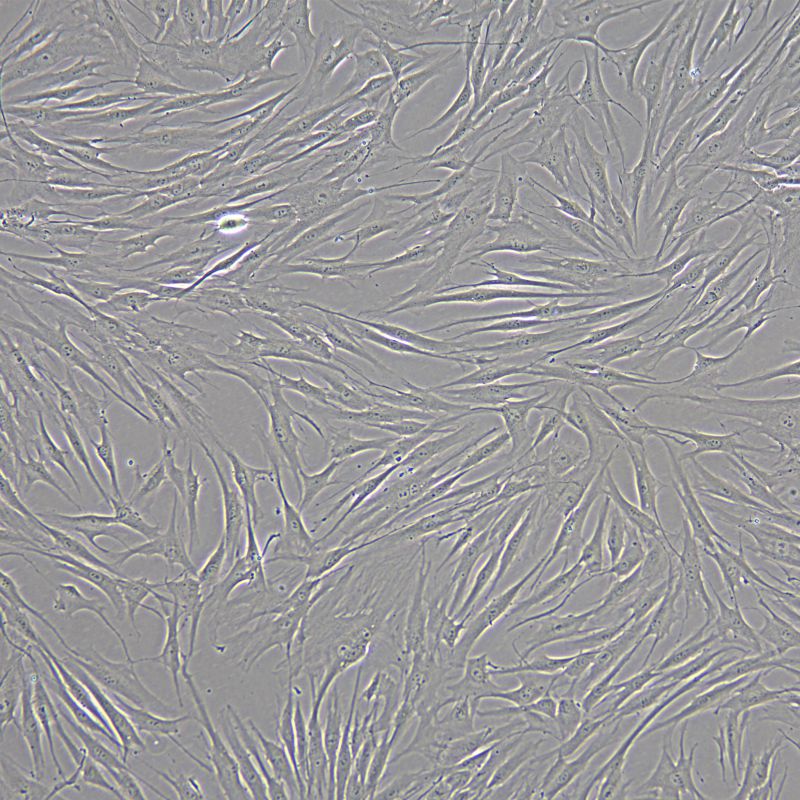 人真皮毛乳頭細(xì)胞永生化