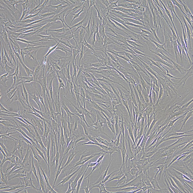 人真皮毛乳頭細(xì)胞永生化