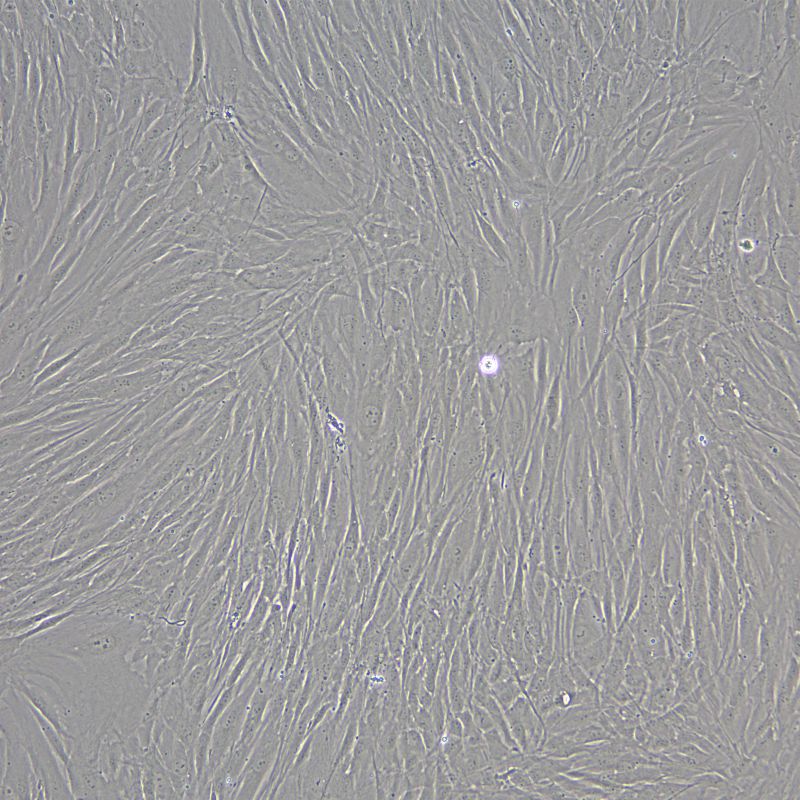 人真皮毛乳頭細(xì)胞永生化