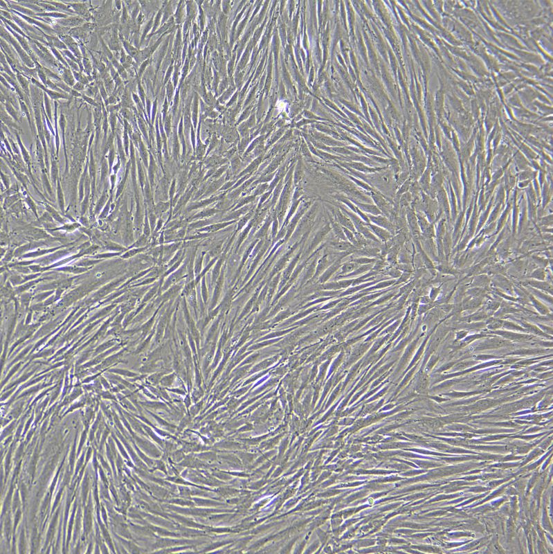 KGN 人卵巢顆粒細(xì)胞瘤細(xì)胞
