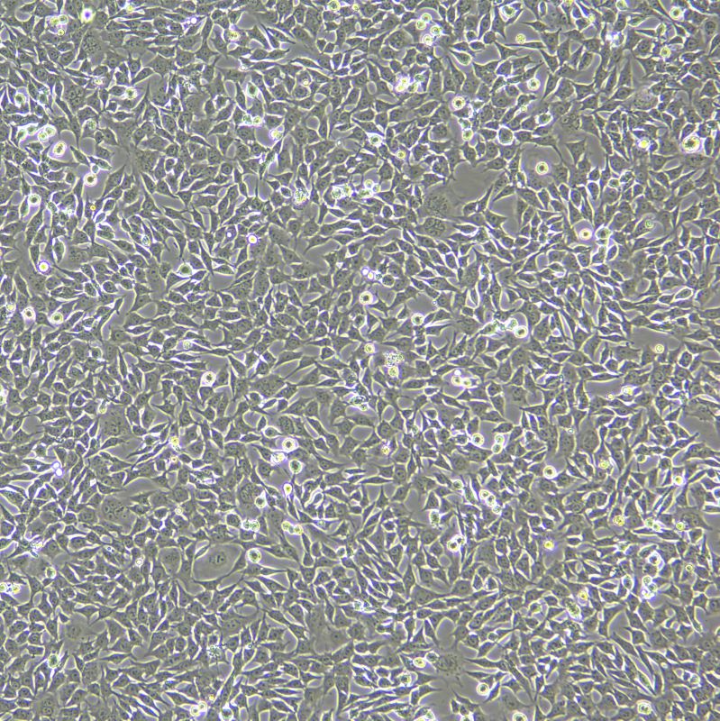 ATDC5 小鼠胚胎瘤細(xì)胞