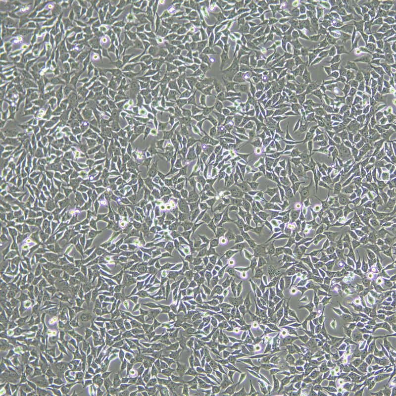 ATDC5 小鼠胚胎瘤細(xì)胞