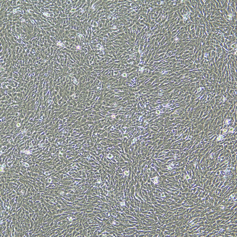 CT2A-EGFP-LUC 小鼠膠質(zhì)瘤細胞系轉(zhuǎn)染熒光素酶-增強型綠色熒光蛋白細胞