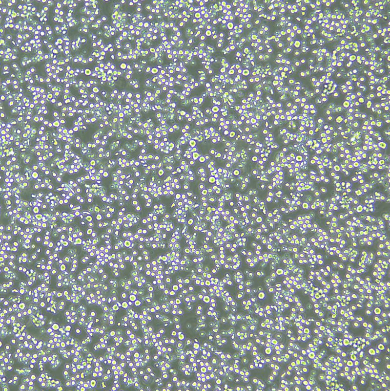 Sp2/O-Ag14 小鼠骨髓瘤細(xì)胞