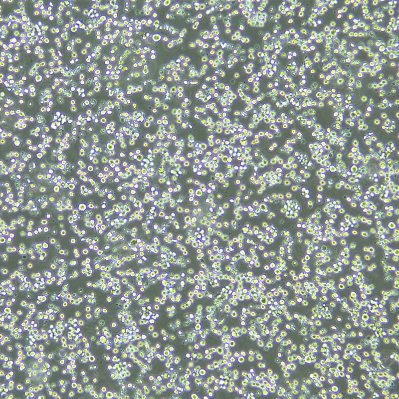 Sp2/O-Ag14 小鼠骨髓瘤細(xì)胞